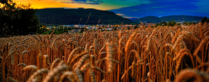 Wheat growing in a field with the sun setting behind distant mountains