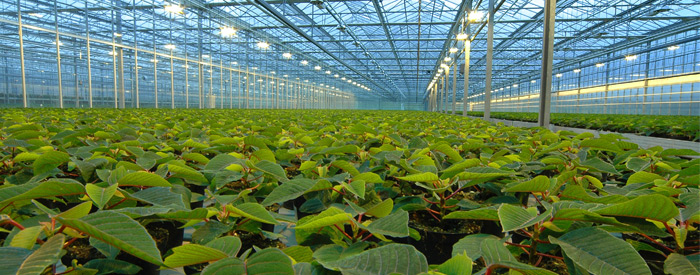 Plants growing in a greenhouse
